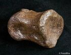 Well Preserved Theropod Toe Bone - Hell Creek #2994-2
